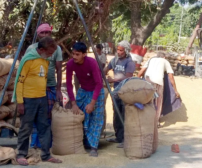 रोजा मंडी समिति में धान की होती तौल। जागरण